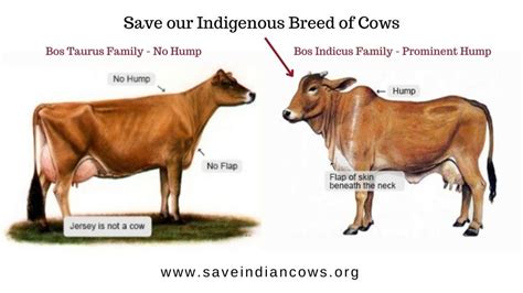 petition save  indian indigenous breeds  cattle changeorg