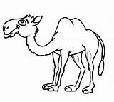 Camel Cartoon Coloring Pages Drawing Outline Clipart Print Line Kids Getdrawings Color Animals sketch template