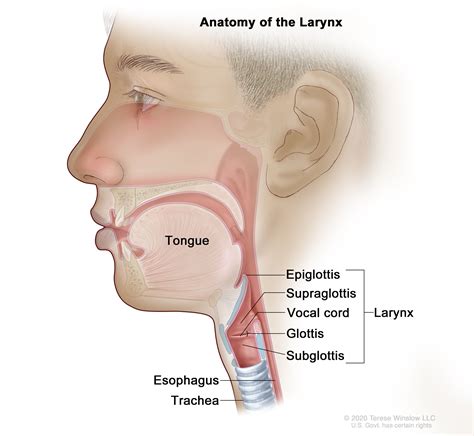 childhood laryngeal tumors treatment nci