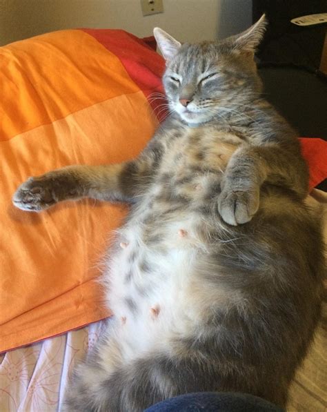 pregnant cat turned   shelter      belly