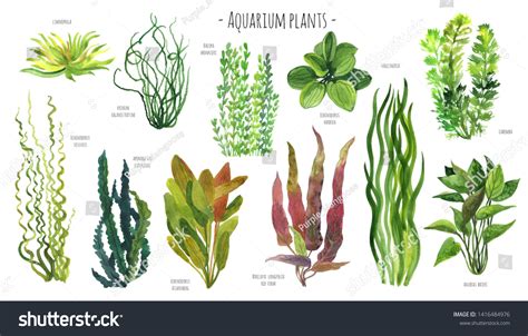aquarium plants  names