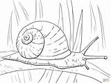Snail Coloring Snails Pages Garden Colouring Printable Kids Visit Sheets Animal sketch template