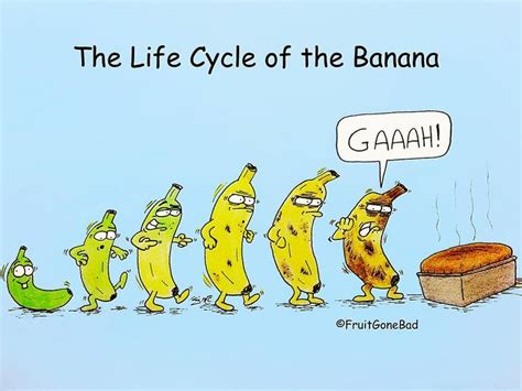 Life Cycle Of The Banana