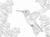 Hummingbird Hummingbirds Throated Adult Supercoloring Flor Beija Realista sketch template