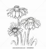 Rudbeckia Coloring Designlooter Contour Hirta Ink Flowers Line Drawing Background 470px 09kb sketch template