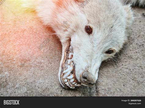 head dead wolf close image photo  trial bigstock