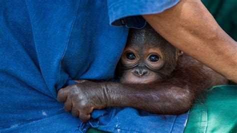 how orphaned orangutans messed with a reporter s mind the new york times
