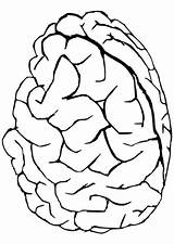 Cerebro Gehirn Colorear Hersenen Malvorlage Kleurplaat Schulbilder Educima Cerveau Educol sketch template