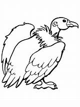 Condor Vulture Supercoloring Animals Perched Printable sketch template