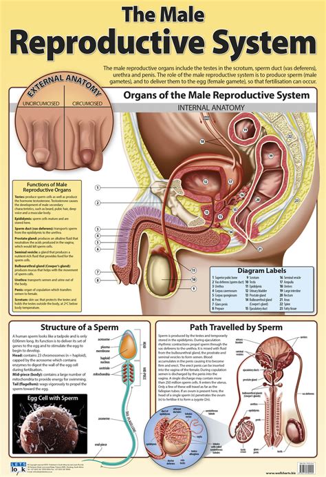 human body organs from side