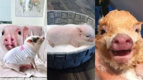 cute pig bath pig bath  sink pig grooming compilation  pig
