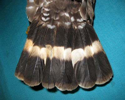 broad winged hawk tail raptor id