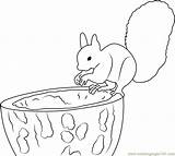 Squirrel Coloringpages101 sketch template