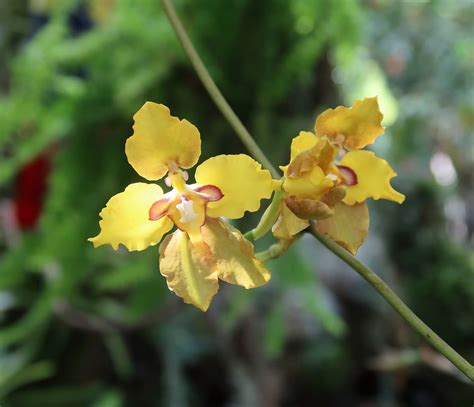 amazon orchid facts rainforest cruises