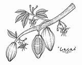 Cacao Branch sketch template