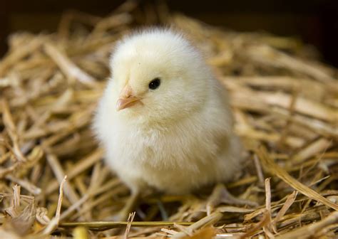 raise baby chicks  coop hens