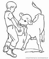 Calf Coloring Farm Pages Animal Printable Kids Feeding Chores Sheets Work Color Calves Ausmalbilder Print Drawing Cow Sheet Life Gif sketch template