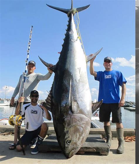 bluefin tuna rabsoluteunits