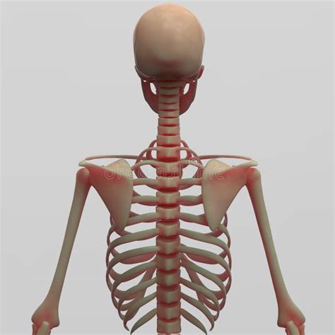 human skeleton  side view stock illustration illustration