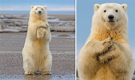 Polar Bear Caught Showing Off Dance Skills In Alaska Nature News