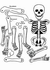 Skeleton Coloringhome Anatomical sketch template