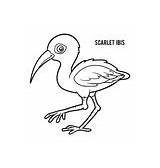 Ibis Scarlet Coloring Vector Book Royalty sketch template