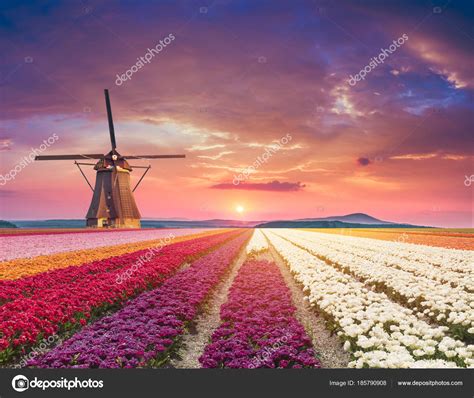 traditional netherlands holland dutch scenery   typical windmill  tulips netherlands