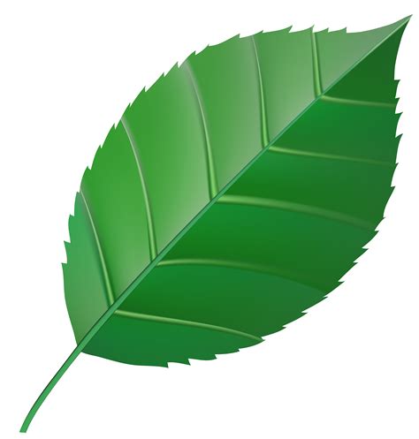green leaf transparent clip art image gallery yopriceville high png