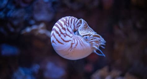 marine species nautilus scuba diver life