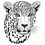 Cheetah Drawing Face Cub Getdrawings sketch template