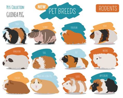 guinea pig breeds colors  patterns explained  pictures thepetsavvycom