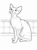 Coloring Rex Devon Cats Pages Animals sketch template