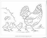 Chicken Plus Google Twitter Coloring Printable Pages sketch template