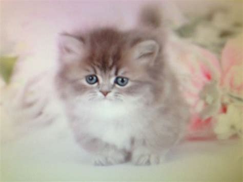 teacup persian full grown size fluffymainecoonny