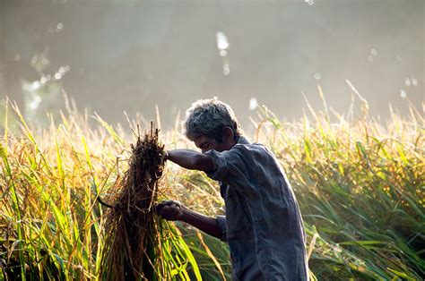 chitvan  scr nousm  nepal chitvan peasant colle flickr