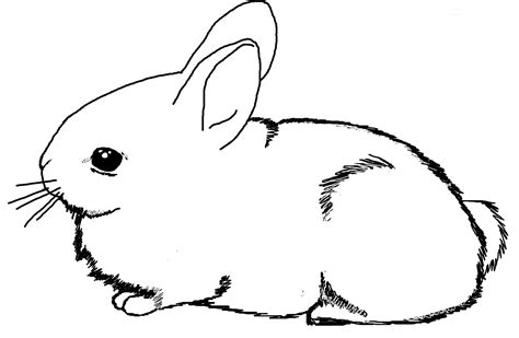 bunny coloring pages    clipartmag