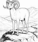 Sheep Coloring Bighorn Mountain Pages Rocky Printable Dall Drawing Colorado Animal Color Supercoloring Kids Print Colouring Books Adult Search Main sketch template