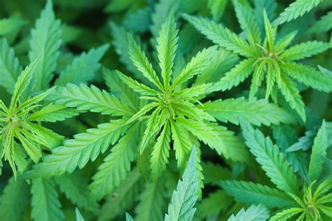 kritik aus nrw ist die cannabis legalisierung der richtige schritt