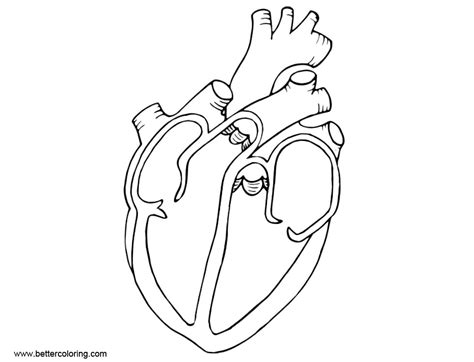 anatomy coloring pages diagram heart  printable coloring pages