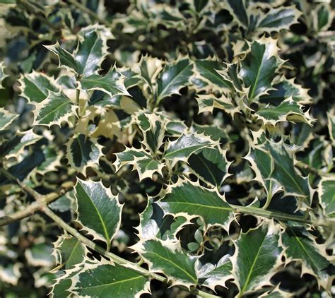 english holly   motor court variegated plants pinterest