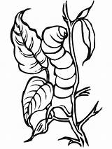 Coloring Insect Caterpillar Metamorphose Before sketch template