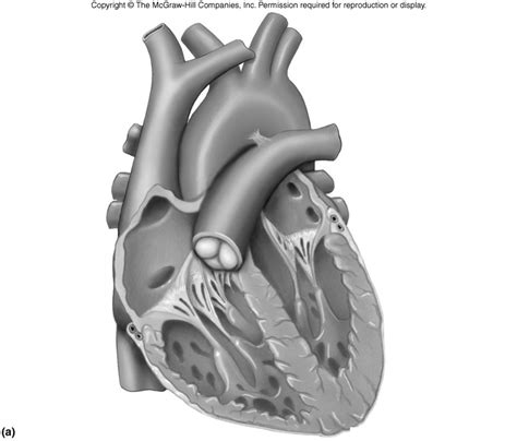 left side heart diagram quizlet