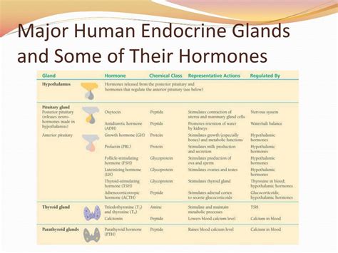 Ppt Chapter 45 Hormones And The Endocrine System Powerpoint