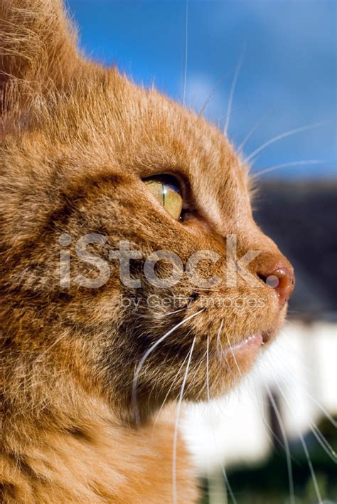 side view   cat stock photo royalty  freeimages