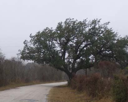 charter oak   oak county texas famous tree