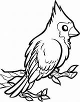 Cardinal Coloring Pages Cardinals Line Drawing Bird Printable Louis St Football Red Getdrawings Color Clipartmag Northern Getcolorings Az Clipart sketch template