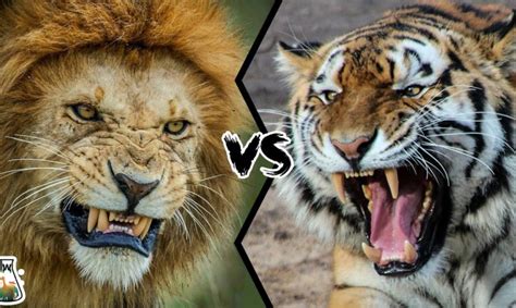 Lion Vs Tiger Who Is The Real King