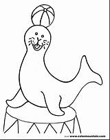 Seal Coloring Pages Circus Animal Lion Animals Elephant Drawing Printable Harp Monk Sea Color Getdrawings Print Getcolorings Kids Harbor Popular sketch template