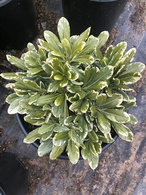 pittosporum tobira dwarf variegata native sons wholesale nursery