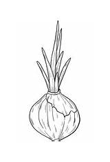 Onion Sprouts Sprouted Brussels sketch template